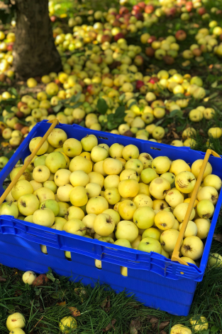 Several crates of apples